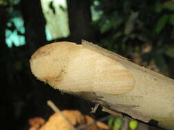 Image of Pseudoxytenanthera ritcheyi (Munro) H. B. Naithani