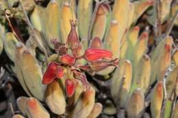 Image of Cotyledon tomentosa Harv.