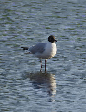 Image of Black-headed Gull