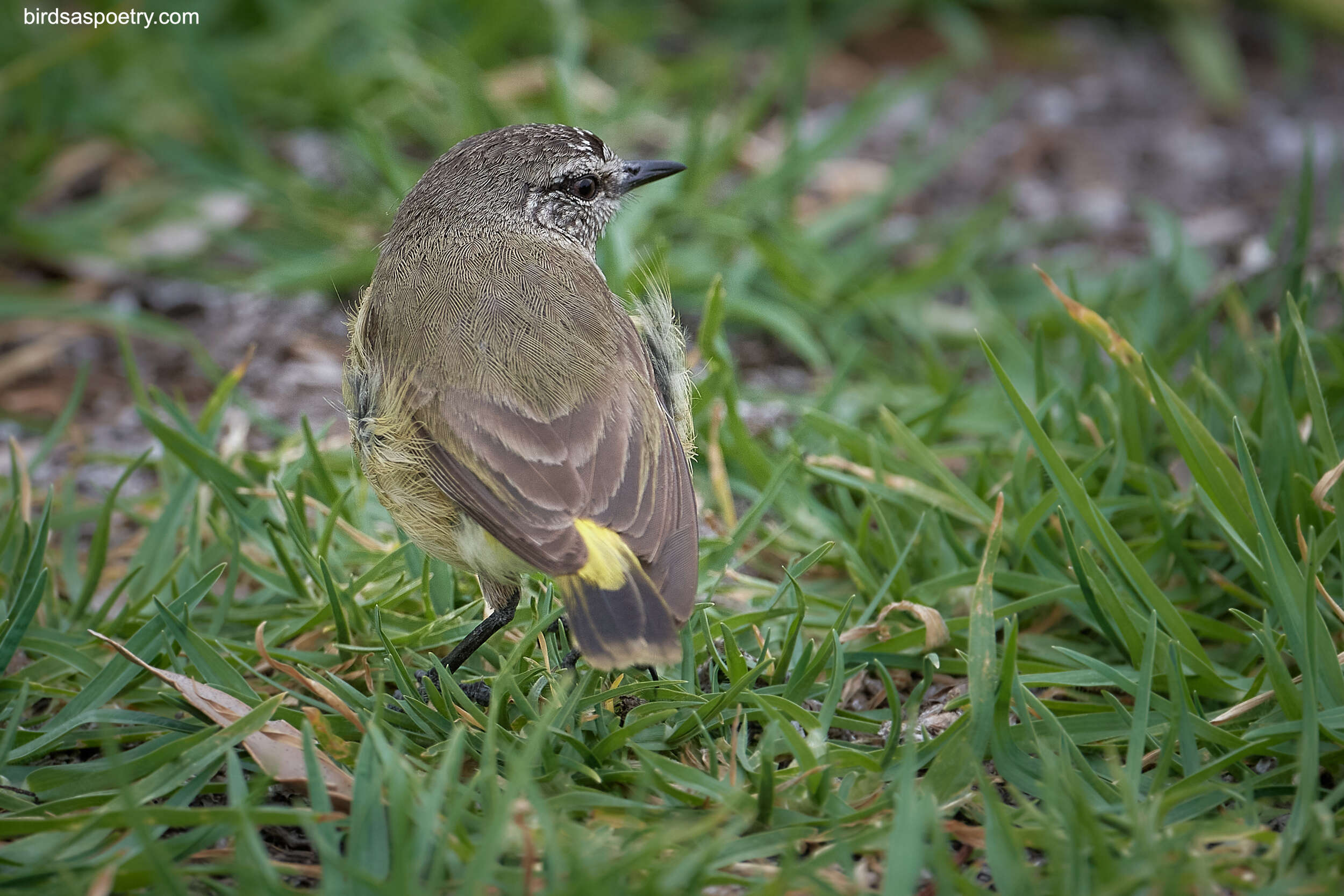 Image of Yellow-rumped Thornbill