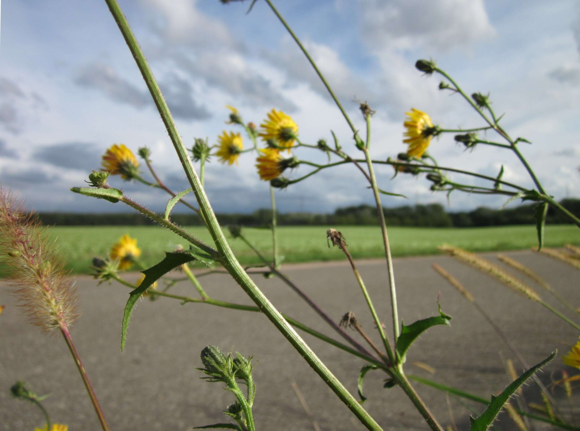 Image of hawkweed oxtongue