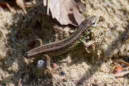 Image of Sand Lizard