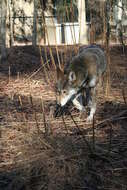 Image of Red wolf