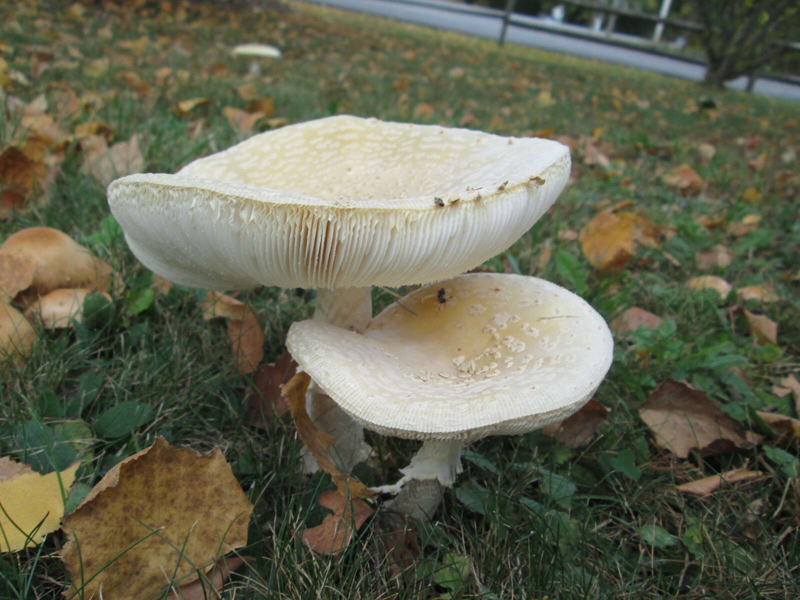 Imagem de Amanita muscaria var. guessowii