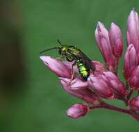 Image of Pure Green Augochlora