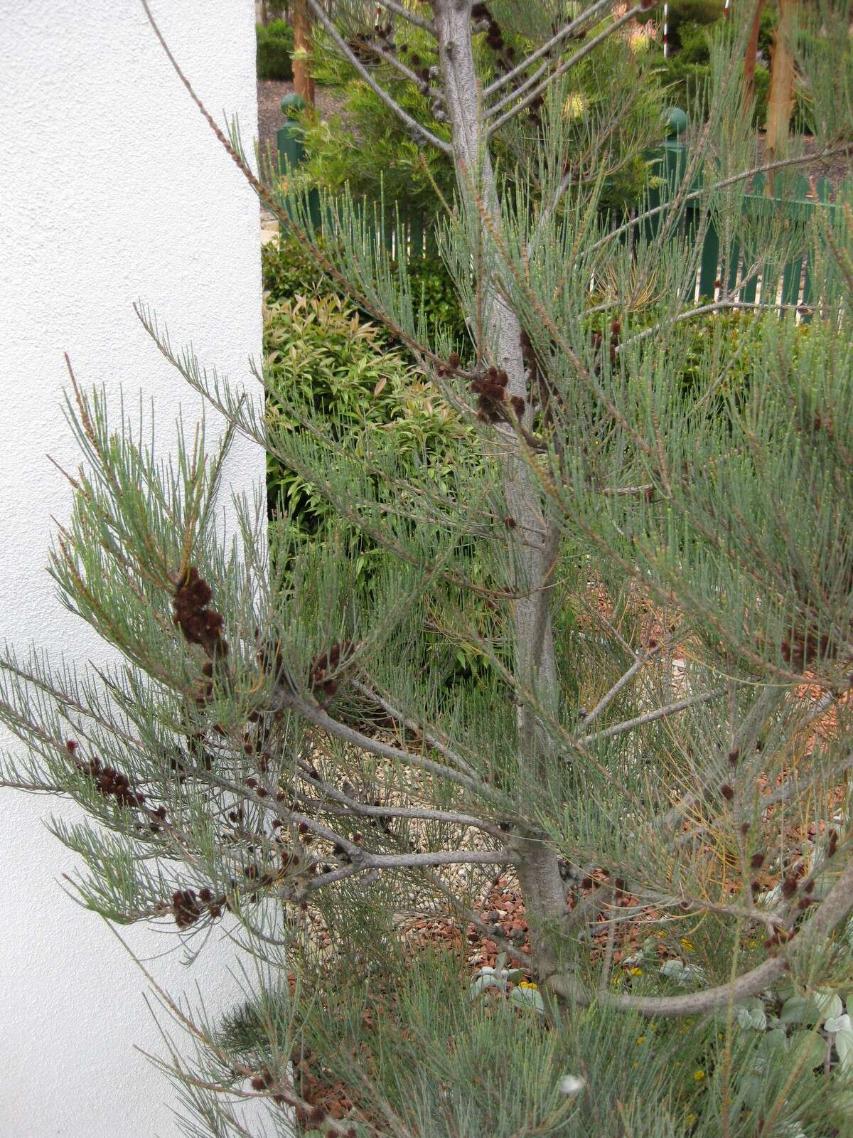 Image of Allocasuarina grampiana L. A. S. Johnson