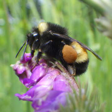 Plancia ëd Bombus terricola Kirby 1837