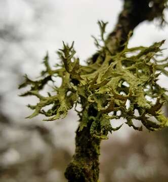 Image of ring lichen