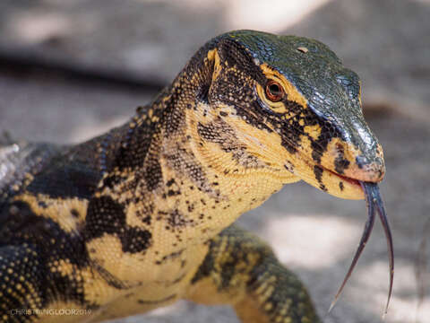 Image of Common Water Monitor