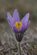 Imagem de Pulsatilla vulgaris Miller