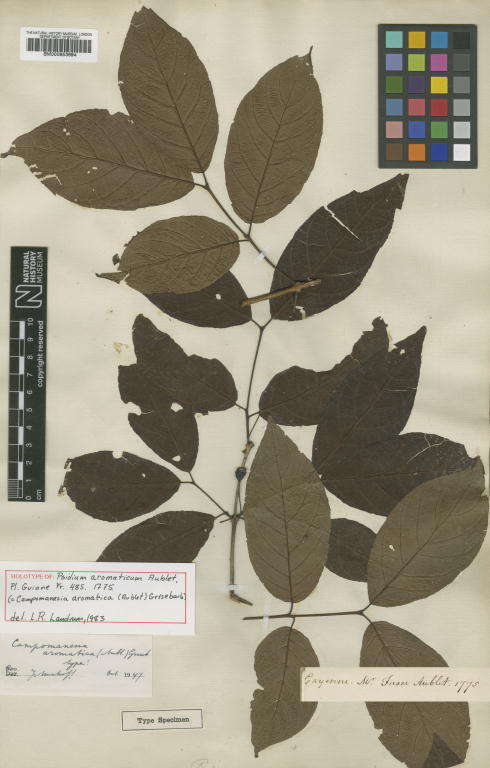 Image of Campomanesia aromatica (Aubl.) Grisebach