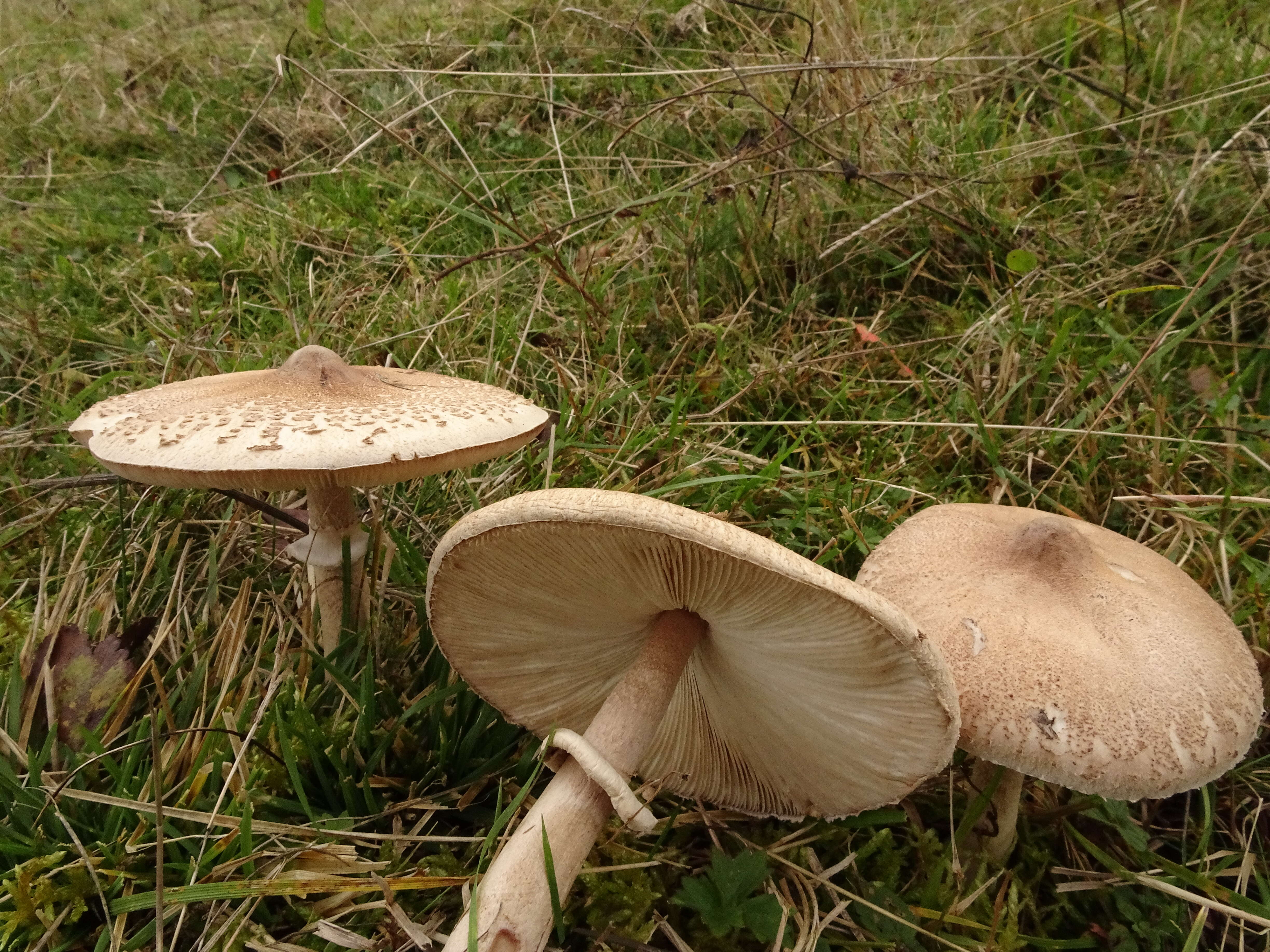 Image of Macrolepiota procera (Scop.) Singer 1948