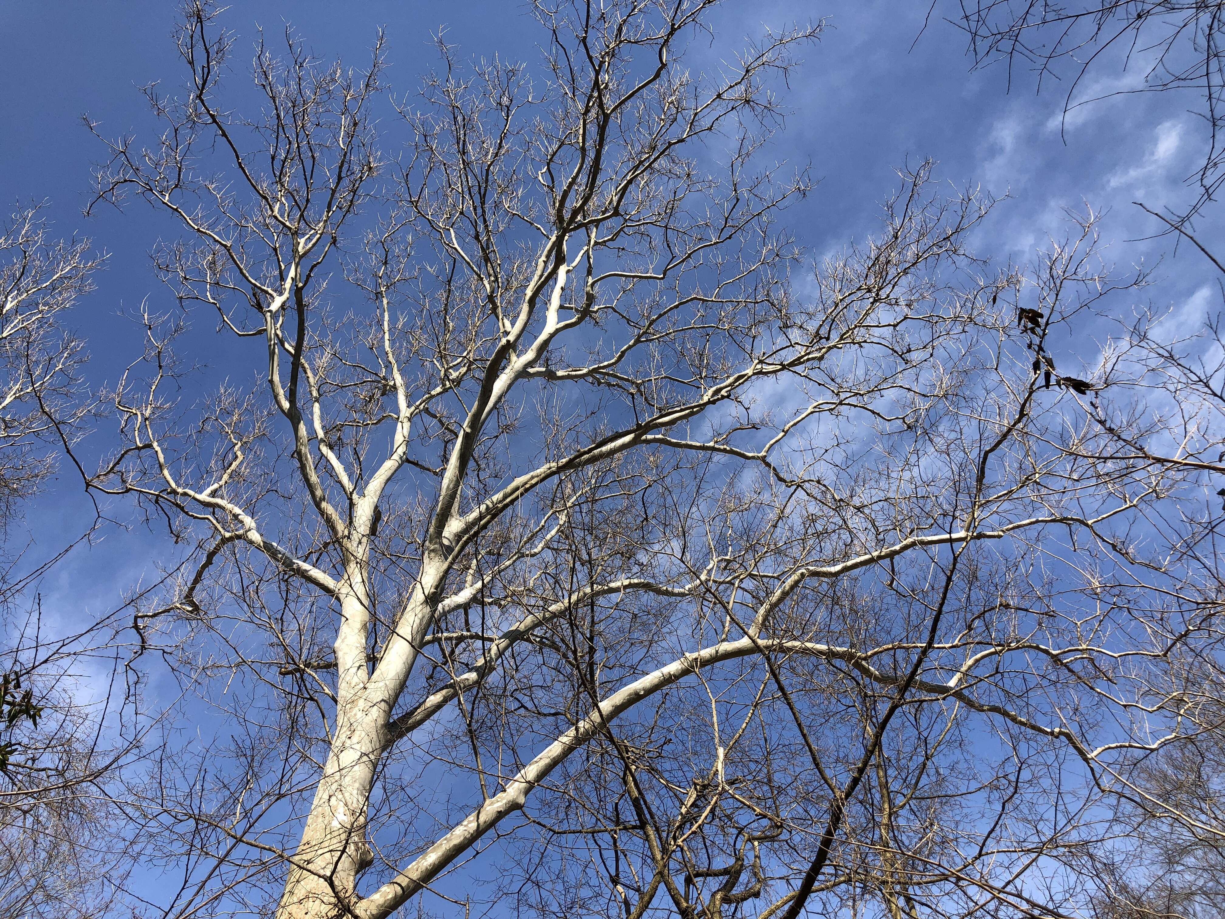 Image of American sycamore