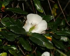 Слика од Eucryphia lucida (Labill.) Baillon