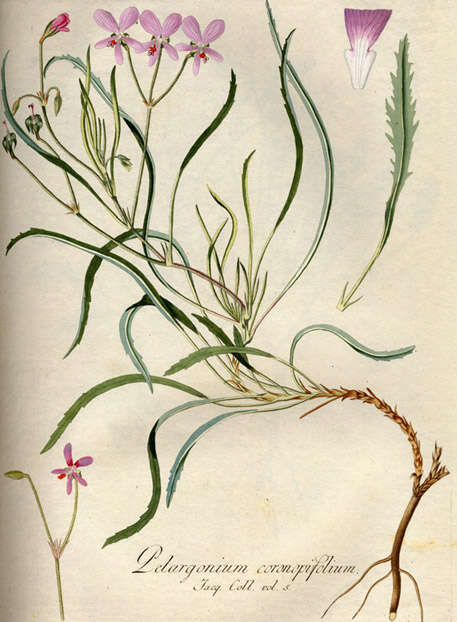 Image of Pelargonium coronopifolium Jacq.