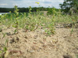 Image of common speedwell