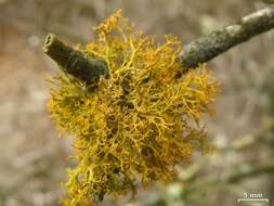 Image of teloschistes lichen