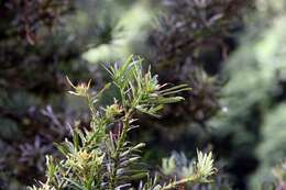 Image of Podocarpus oleifolius D. Don