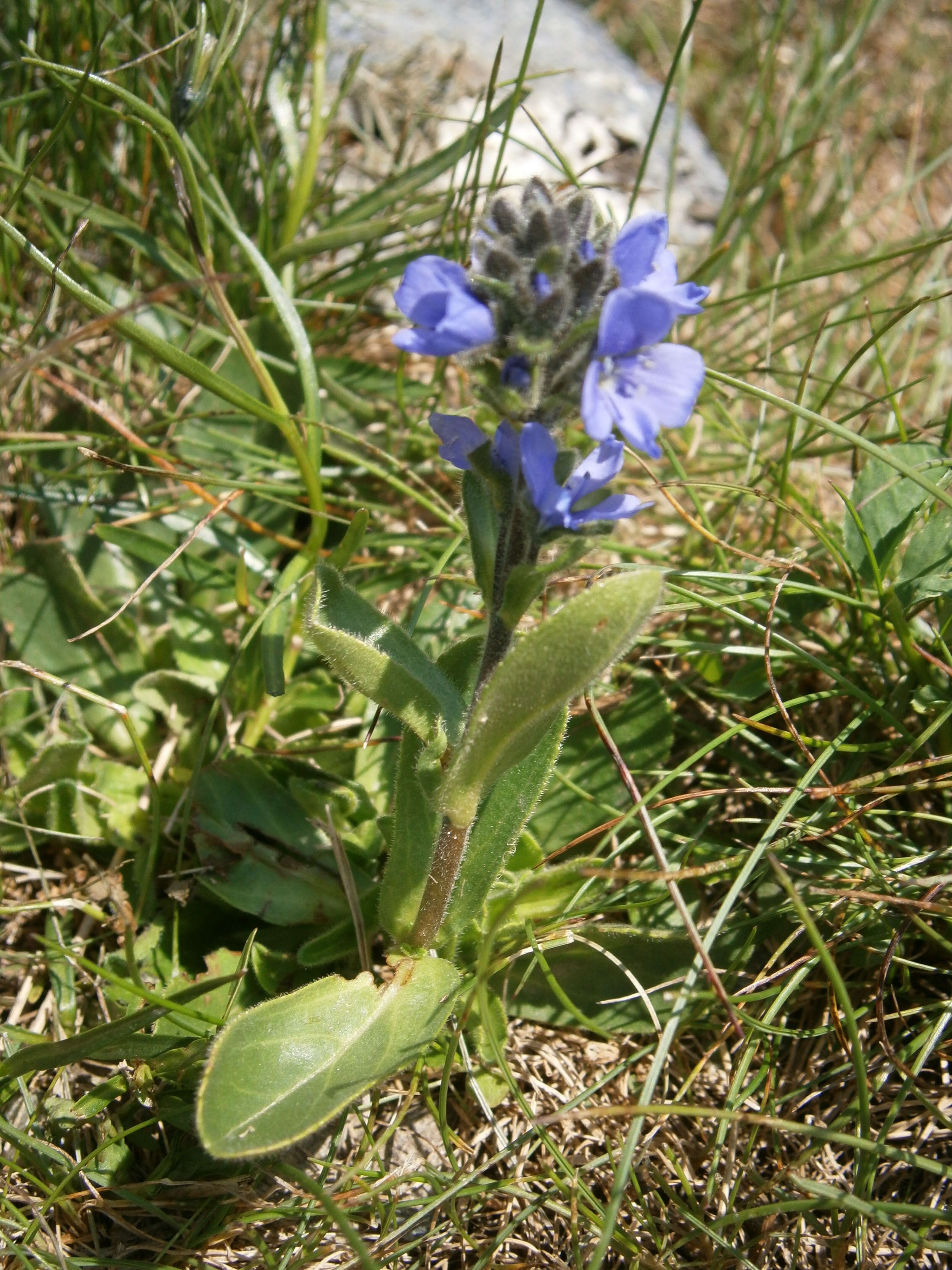 Image of Gänseblümchen-Ehrenpreis