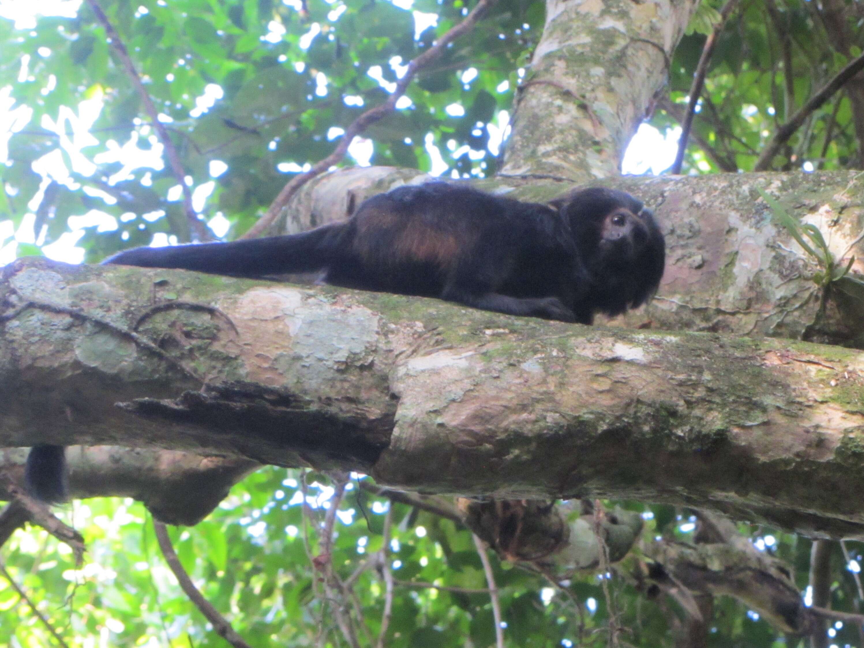 Image of golden-rumped lion tamarin