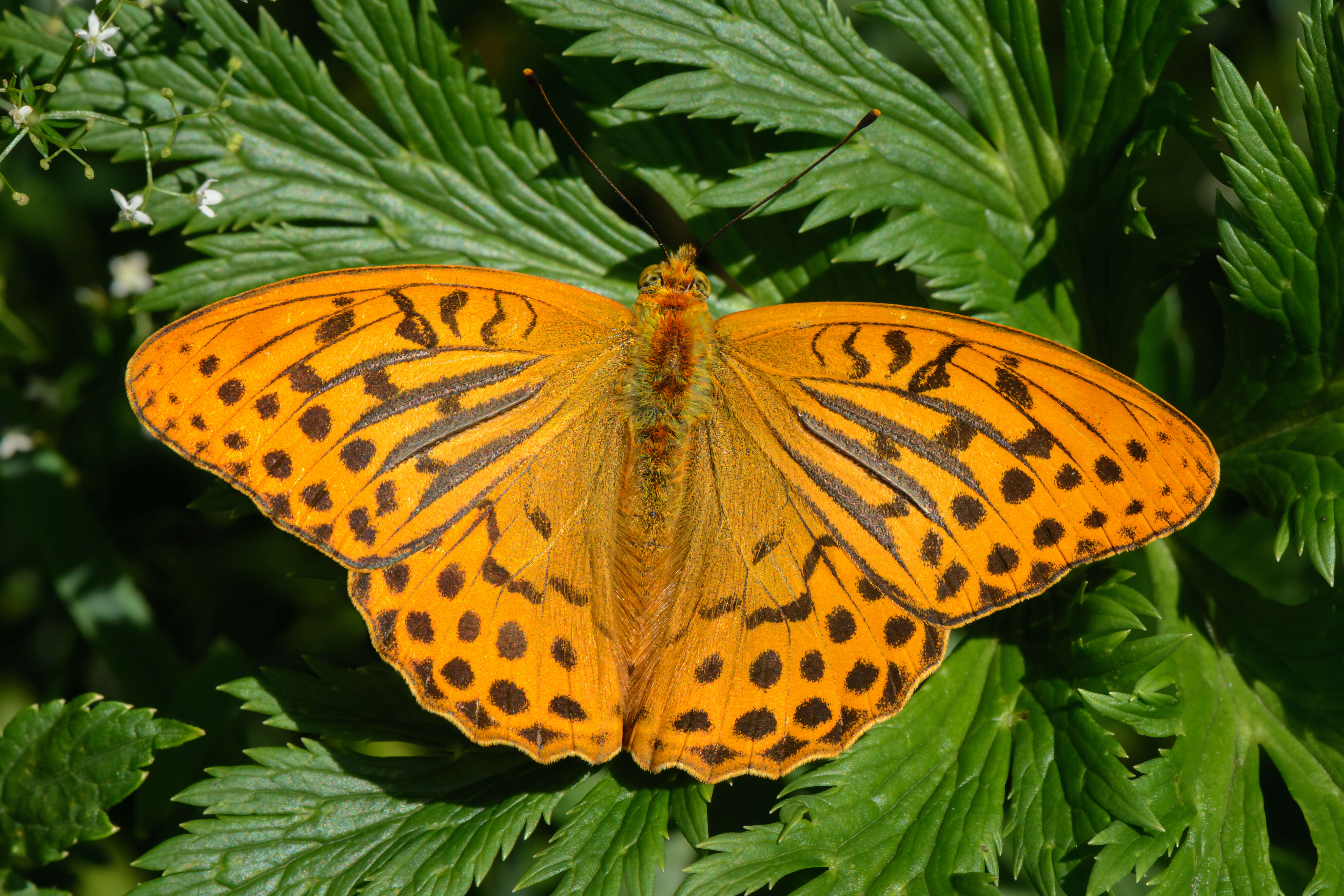 Image of silver-washed fritillary