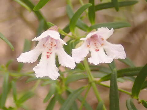 Image of Prostanthera linearis R. Br.