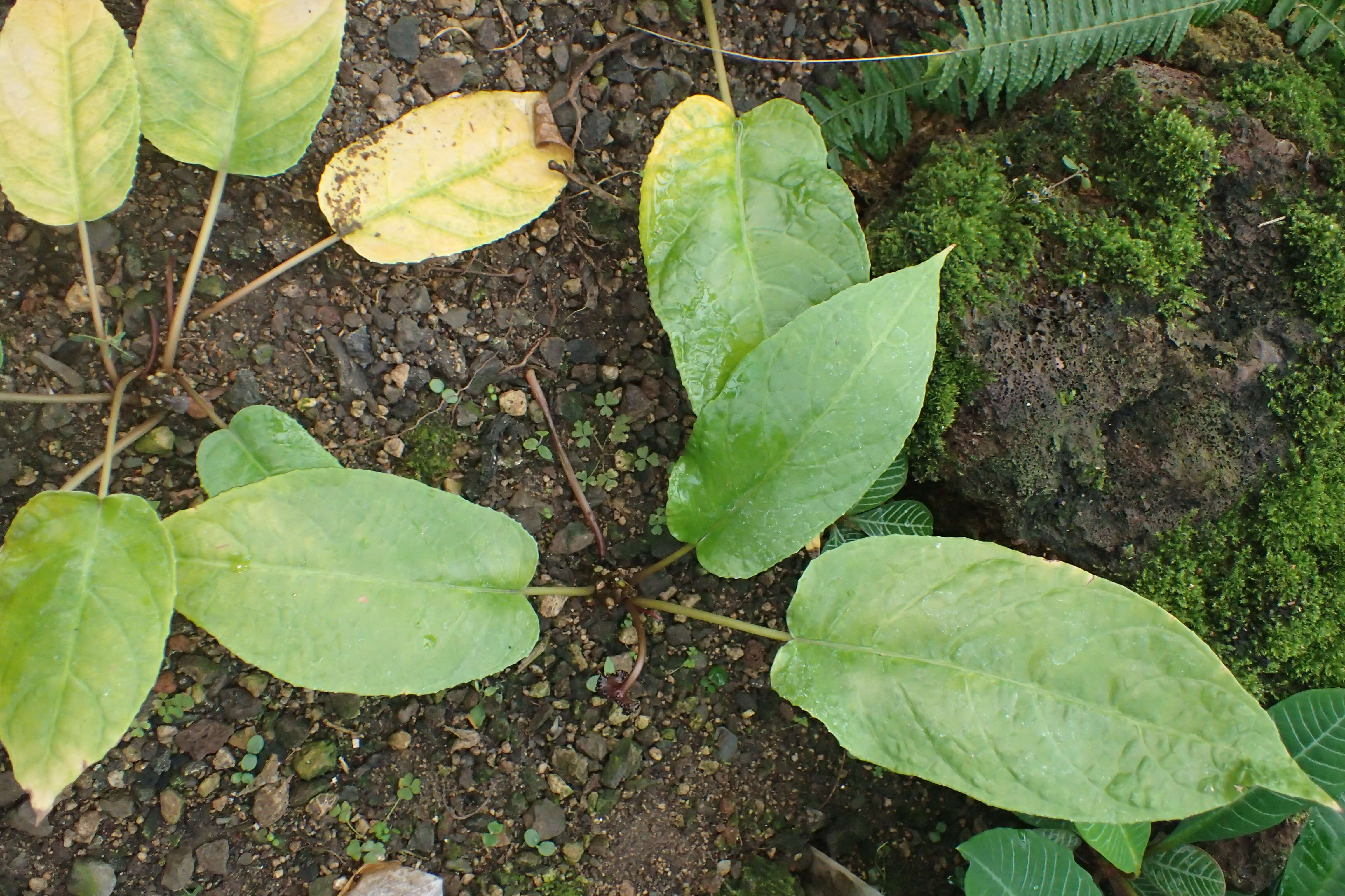 Image of Dorstenia bahiensis Kl.