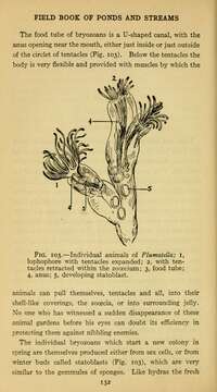 Image of Plumatellidae