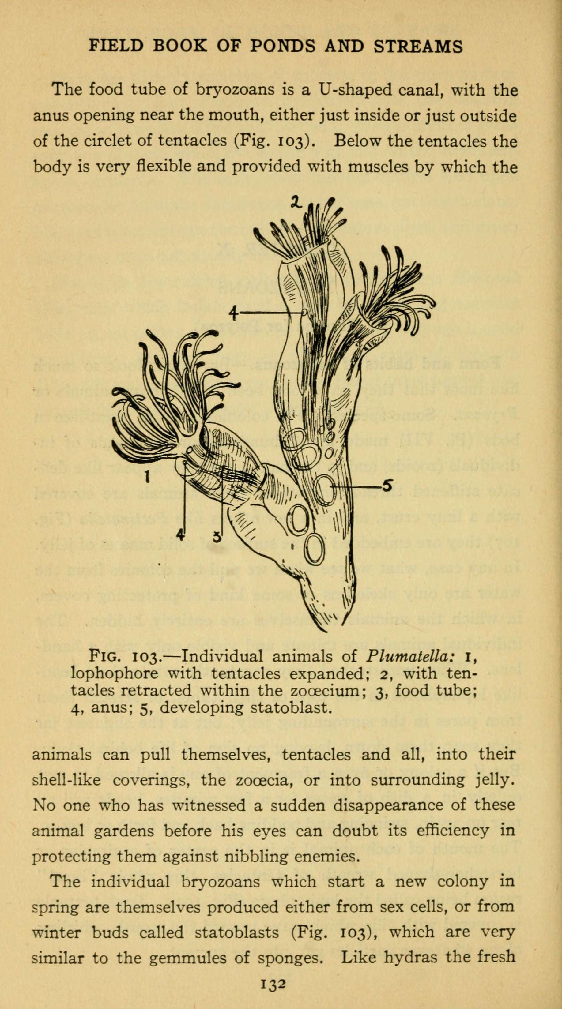 Sivun Plumatellidae kuva