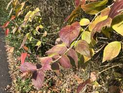 Image of Amur honeysuckle