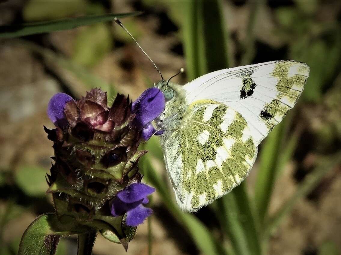 Image of Bath White