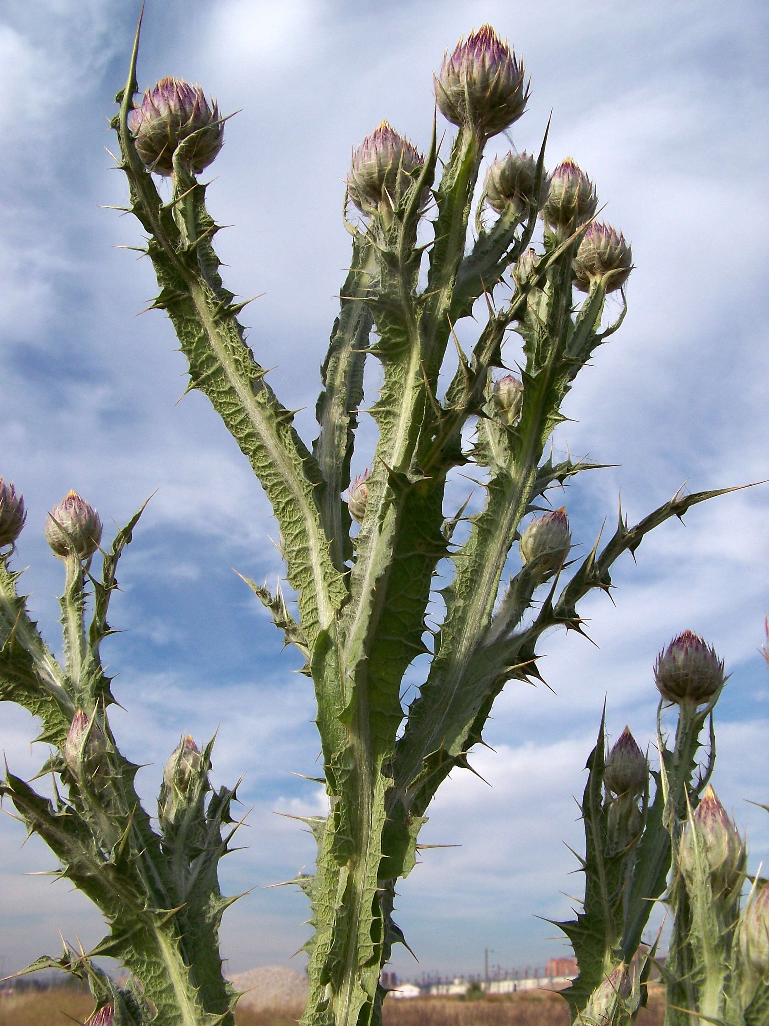 Image of Moor's Cotton Thistle