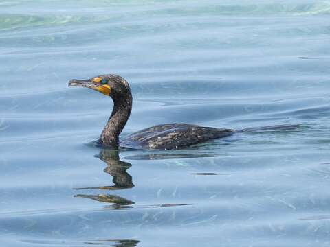 Image of Double-crested Cormorant