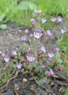 Image of Chaenorhinum origanifolium (L.) Fourr.