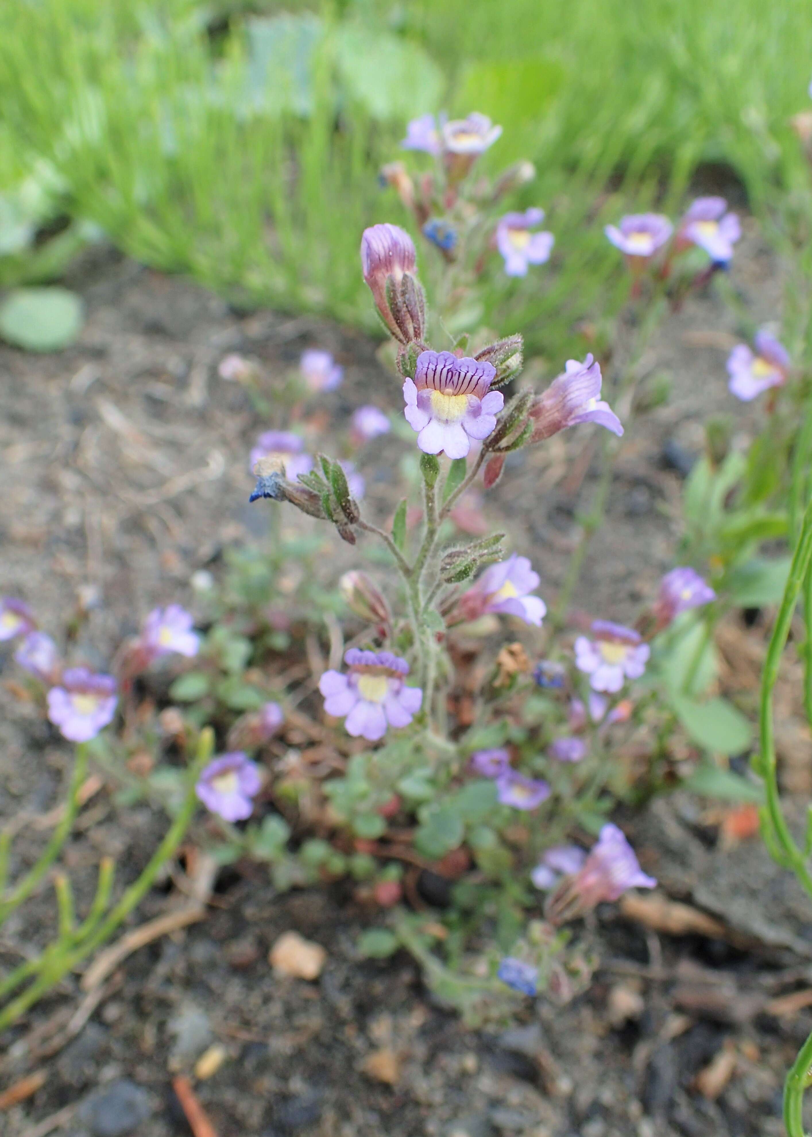 Слика од Chaenorhinum origanifolium (L.) Fourr.