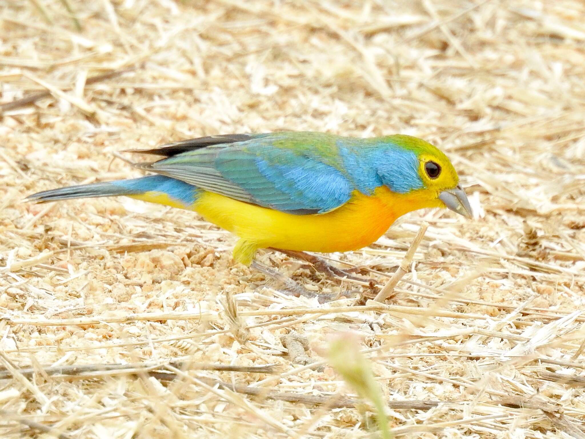 Image of Orange-breasted Bunting