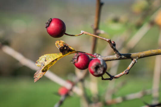 Image of Common Hawthorn