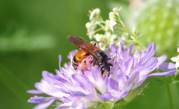 Image of Andrena hattorfiana (Fabricius 1775)