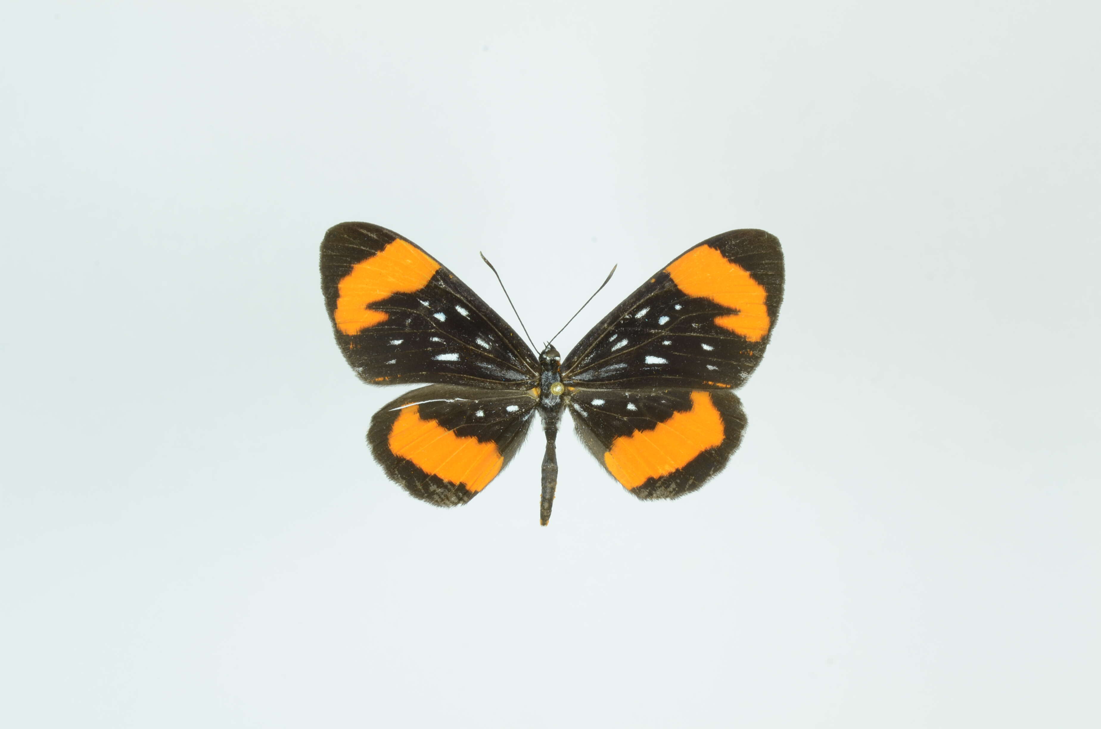 Image of Stalachtis euterpe (Linnaeus 1758)