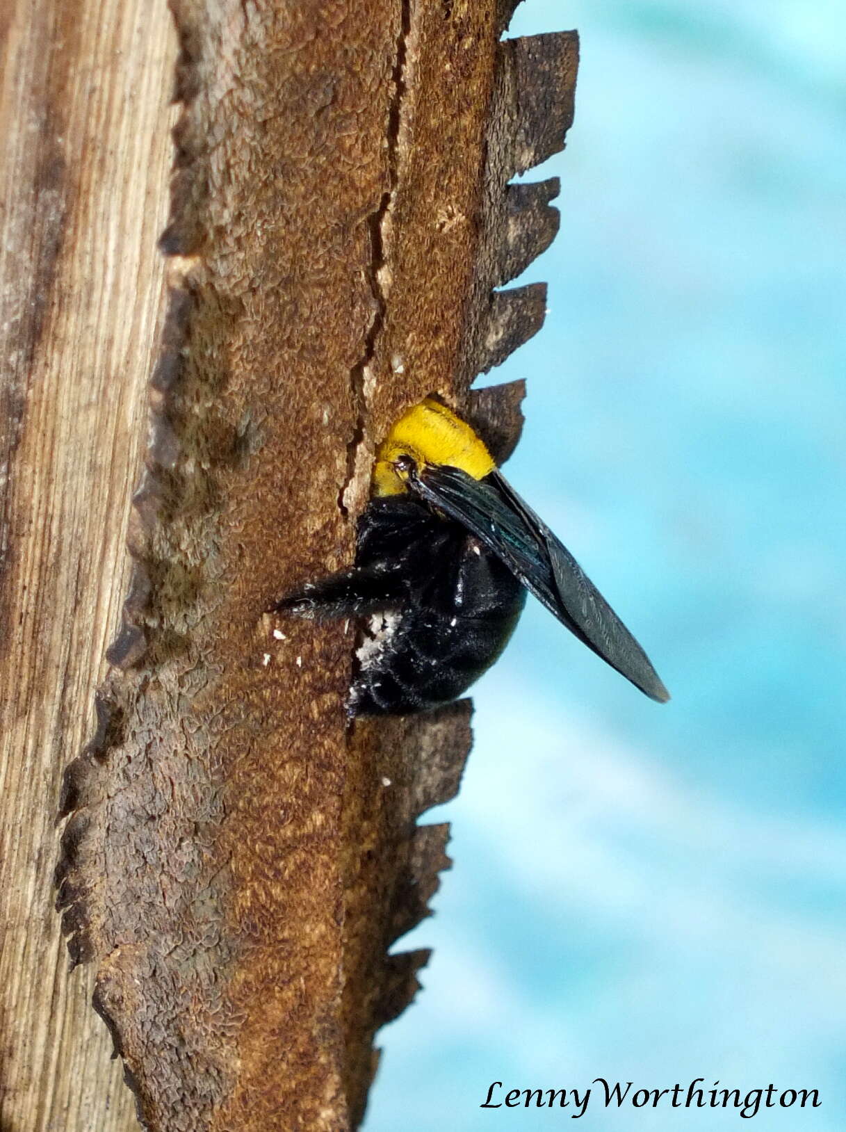 Image of Xylocopa aestuans (Linnaeus 1758)