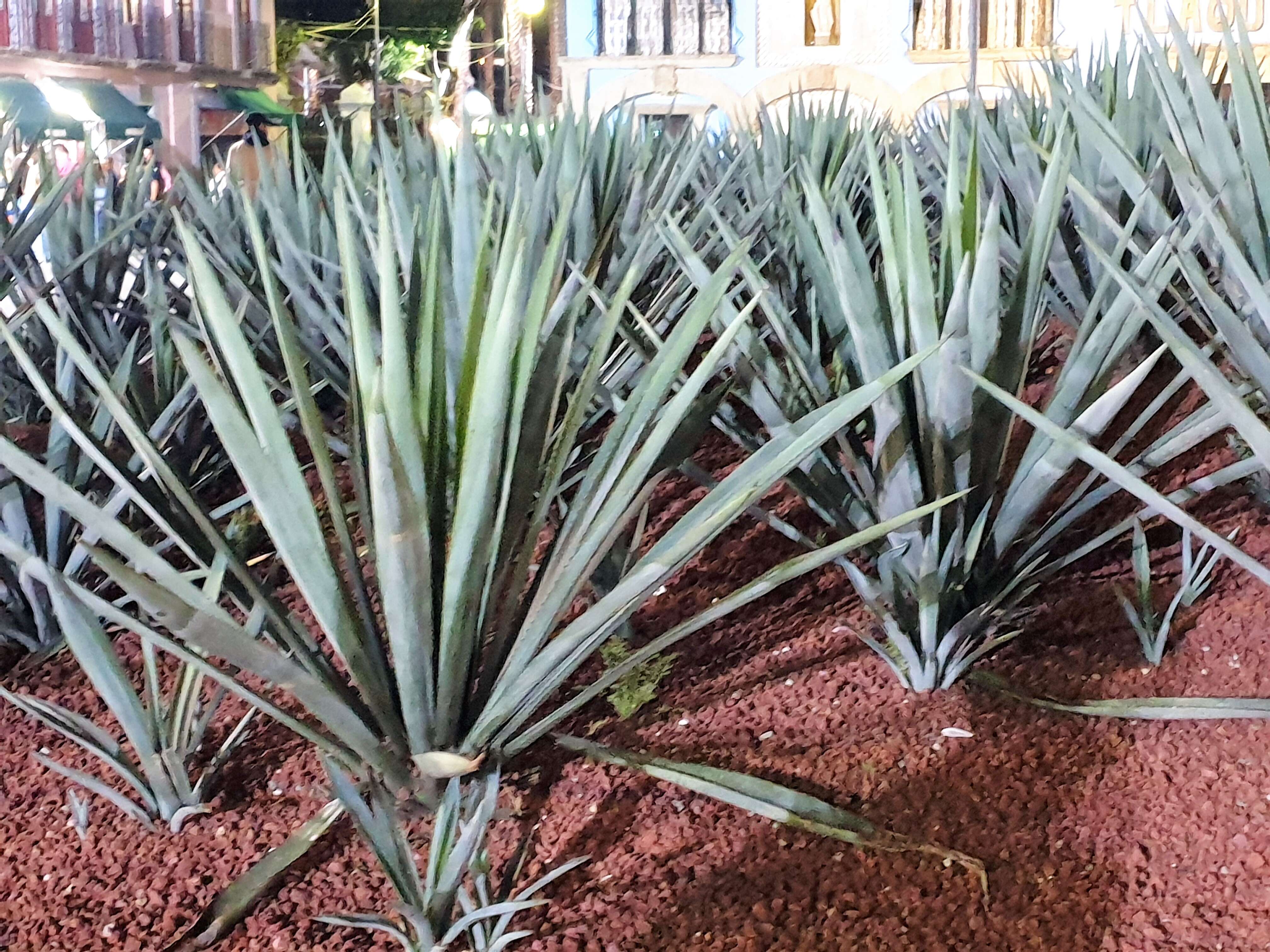 Image of tequila agave