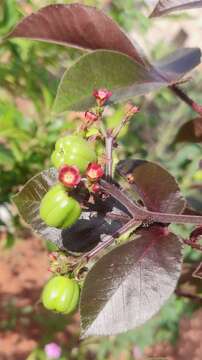 Image of bellyache bush