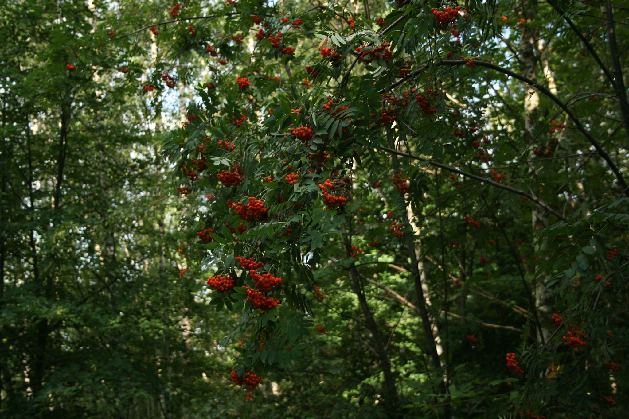 صورة شجرة السمن