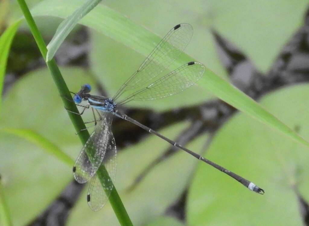 Слика од Lestes tenuatus Rambur 1842