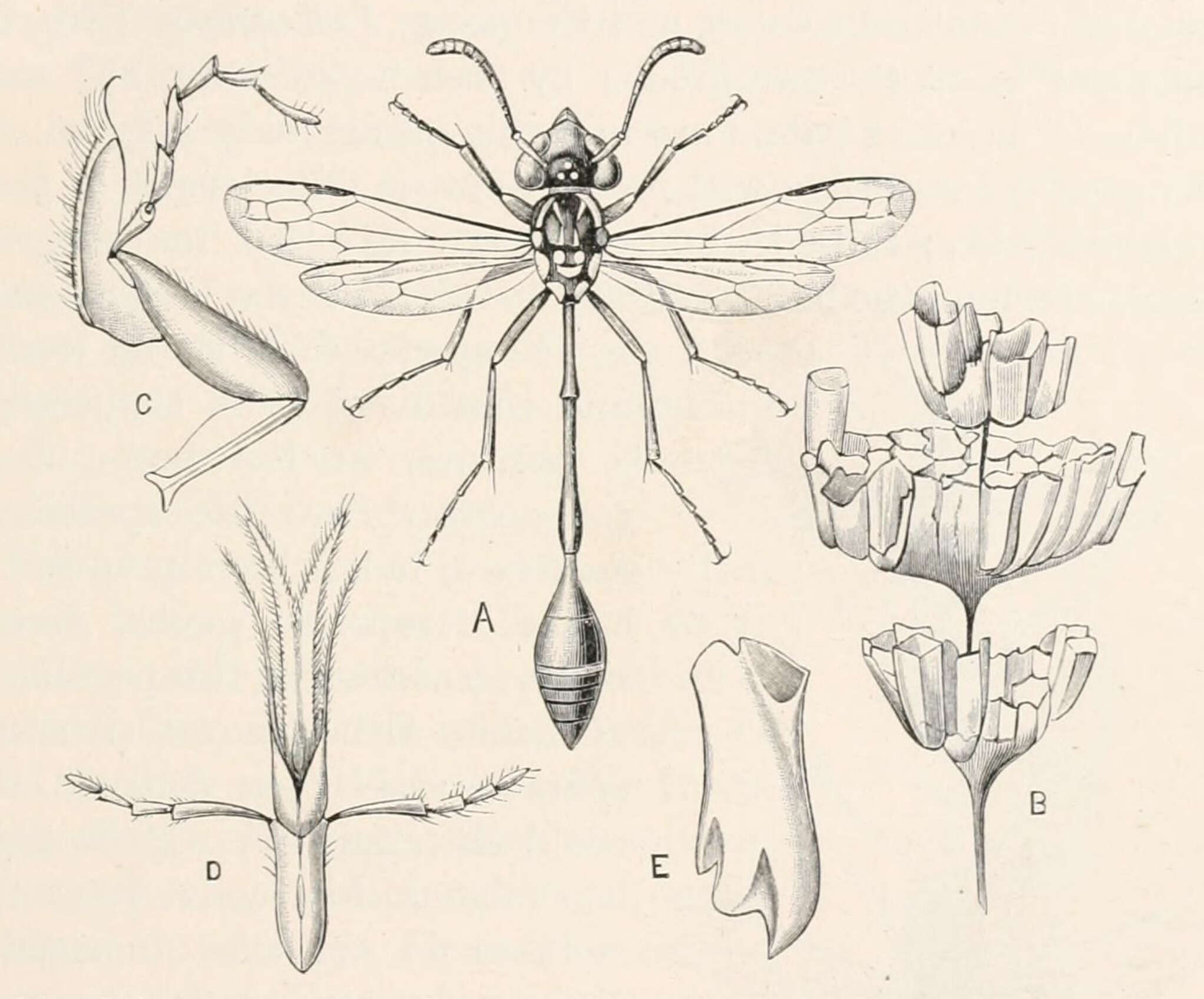 Image of Parischnogaster mellyi (de Saussure 1852)