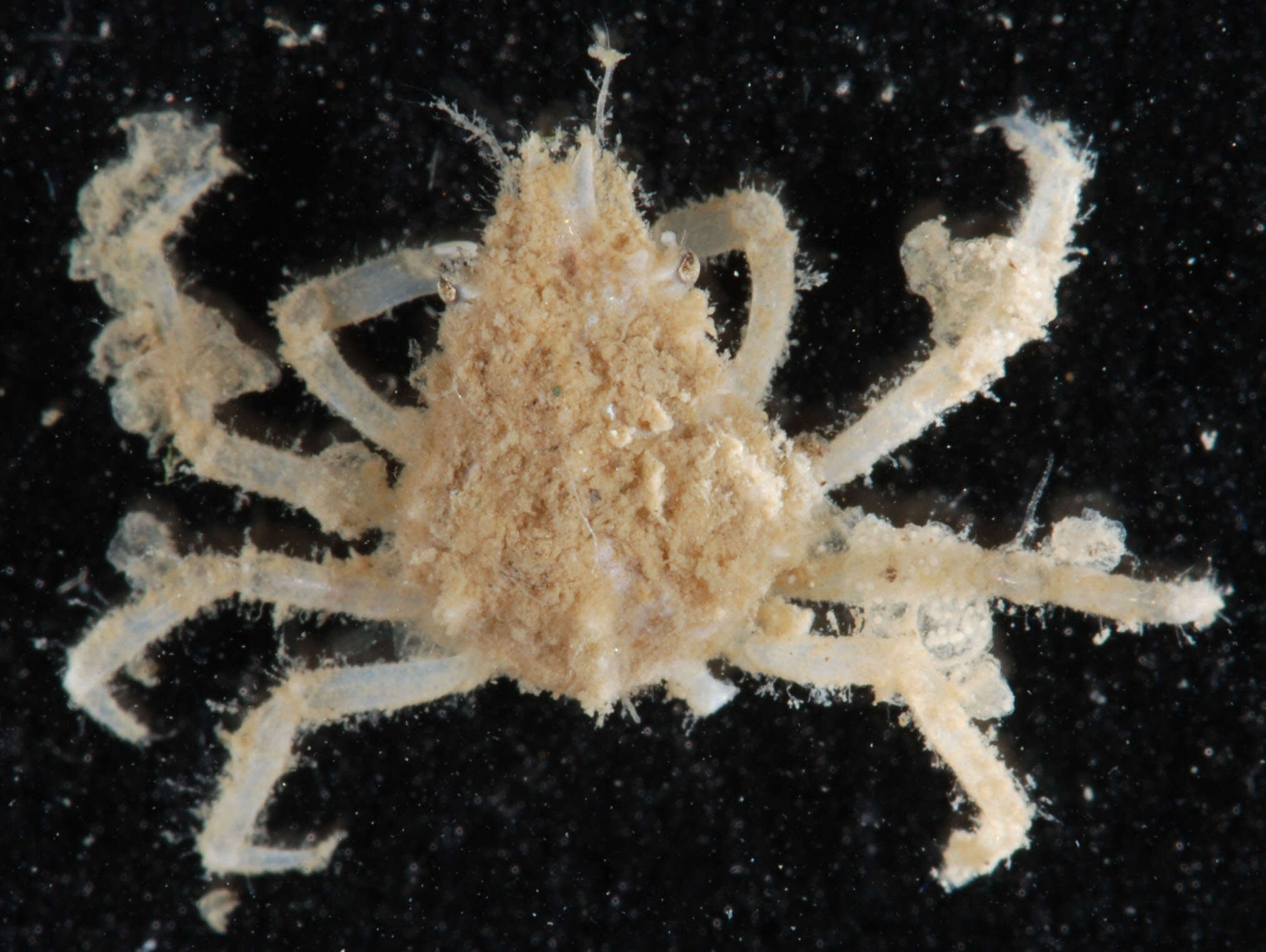 Image of doubtful spider crab