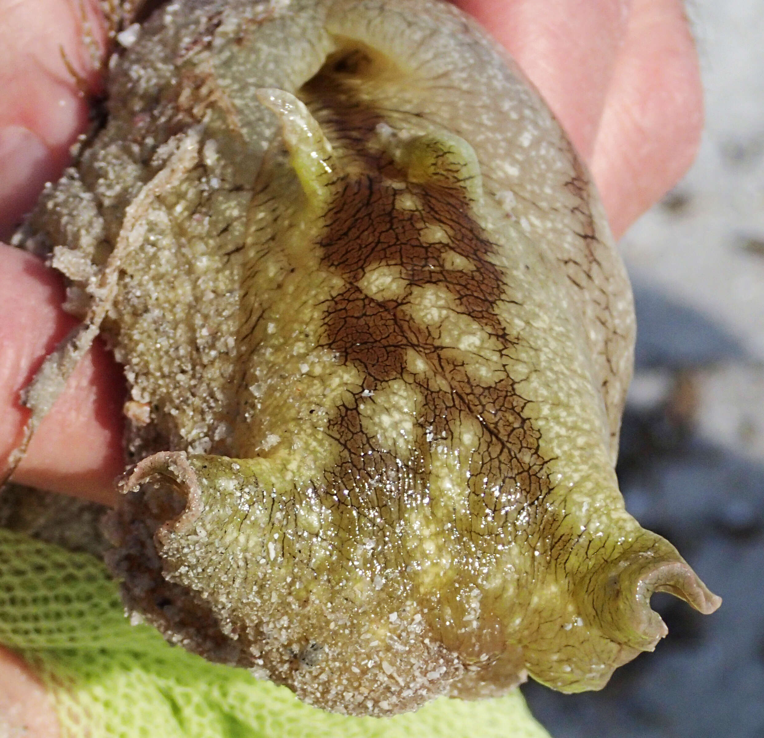 Image of banded sea hare