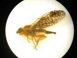 Image of Trupanea denotata Hardy 1980