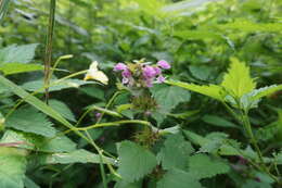 Image of spotted dead-nettle