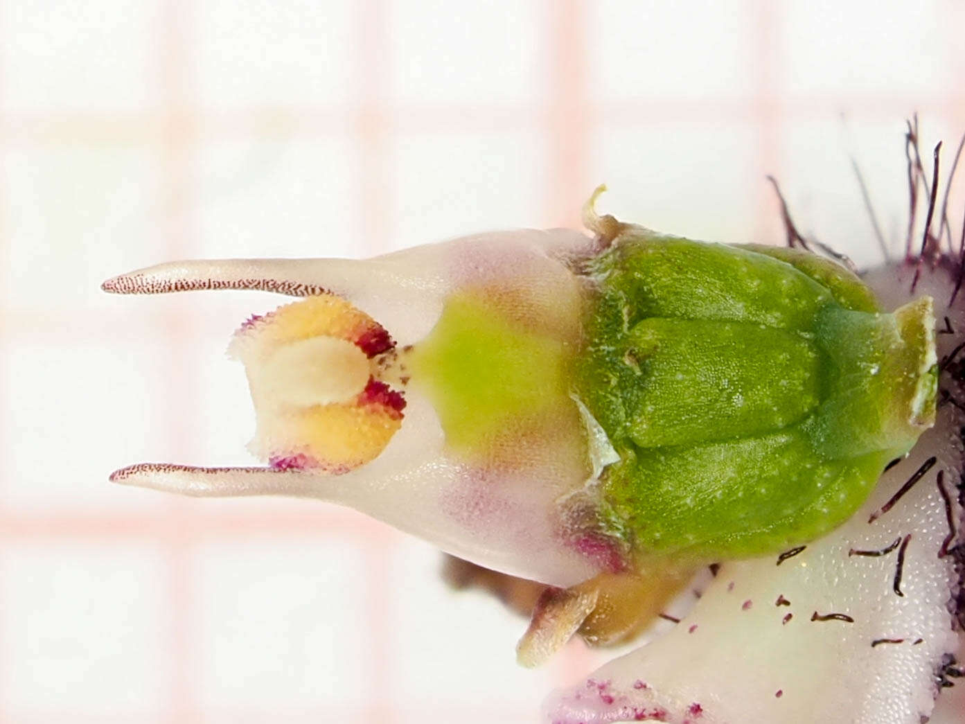 Image of Bulbophyllum tripudians C. S. P. Parish & Rchb. fil.